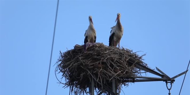 'Baharn mjdecisi' leylekler Idr'a gelmeye balad