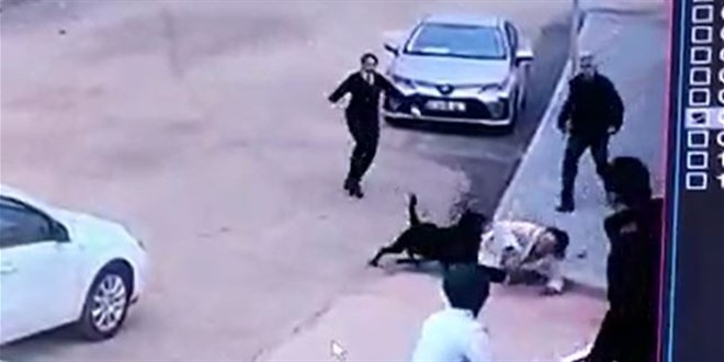 Gaziantep'te şimdi de rottweiler dehşeti! Okul önünde saldırdı