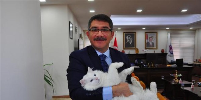 Başkan, işitme engelli kedisi Pamuk'a makam odasında bakıyor