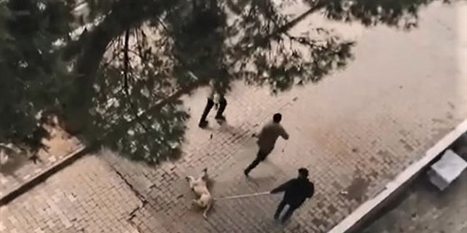 Belediye personelinden sokak köpeğine işkence
