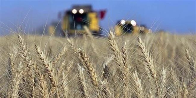 Buğday fiyatlarındaki artış yüzde 40'ı aştı