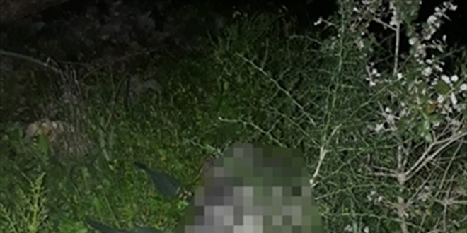 Mu�la'da bir k�pek a�aca iple as�l� halde bulundu