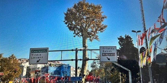 İBB Beşiktaş'taki çınar ağaçlarını reklam için kestiği iddiası