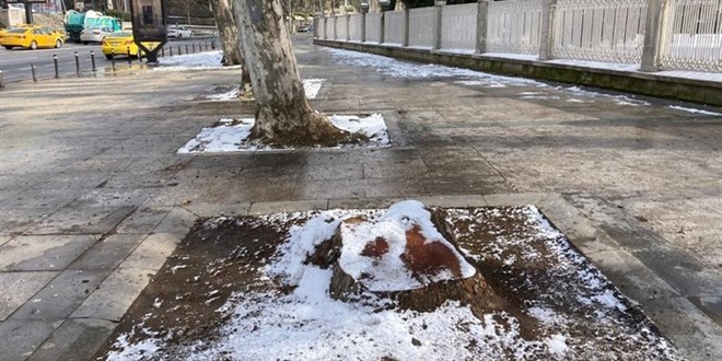 İBB'ye ağaç katliamı cezası: Çınar ağaçları için haber bile verilmemiş