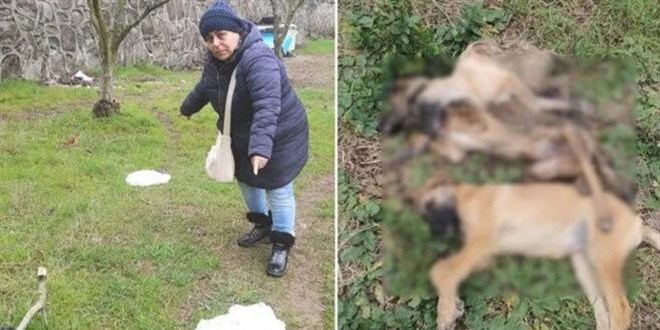 5 köpeğin şüpheli ölümüne 'zehirli tavuk' soruşturması