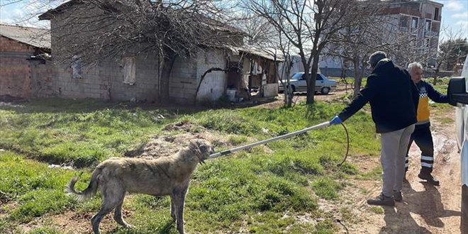 Adıyaman'da 4 sokak köpeğinin saldırısına uğrayan kişi yaralandı