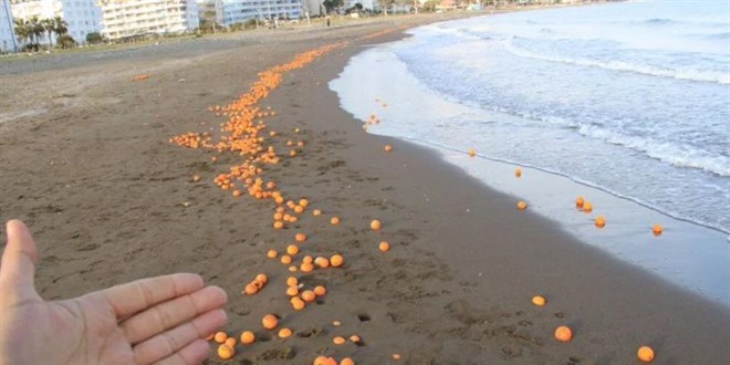 Mersin'de sahile portakal vurdu