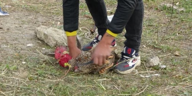 Keseceği horoz öyle bir şey dedi ki kesmekten vazgeçti