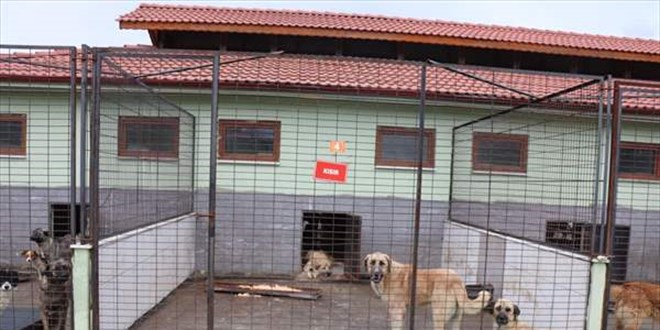 Düzce'de sahipsiz hayvanlar için "ilk yardım üniteleri" kurulacak
