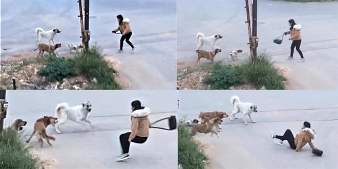 Köpeklerin saldırdığı genç kızın korku dolu anları kamerada