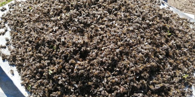 Adana'da 500 kovan arı öldü, inceleme başlatıldı