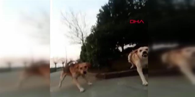 Kampüste köpek saldırısına uğradı