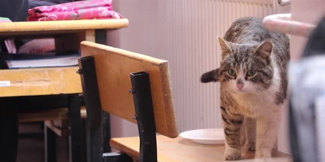 Öğrencilerin sahiplendiği kedi okulun '161. öğrencisi' oldu