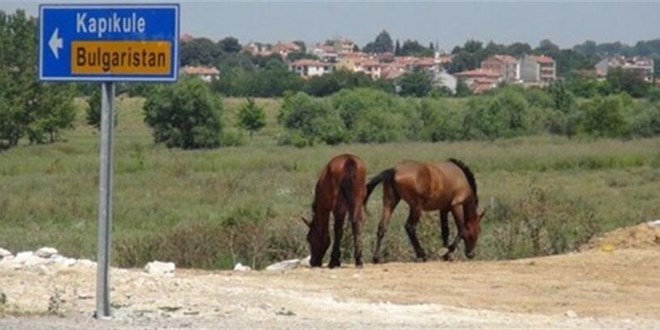 Edirne Tarım Müdürlüğü: 896 başıboş atlara mikroçip takıldı