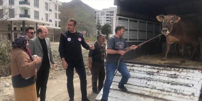 Validen istediği ineğe kavuşan kadın mutluluk gözyaşı döktü