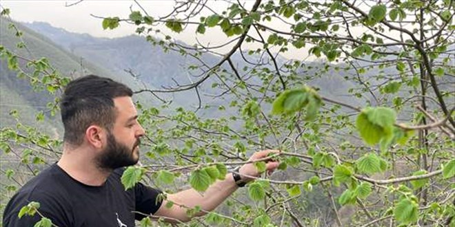Fındık üretiminde verimi düşüren kozalak akarlarına karşı mücadele uyarısı