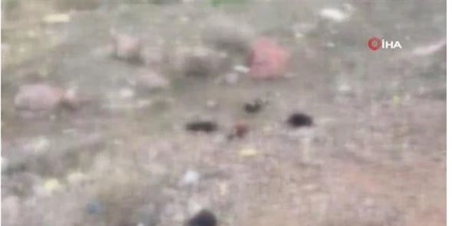 Ankara'da 7 tane yavru pitbull köpeği ölü bulundu