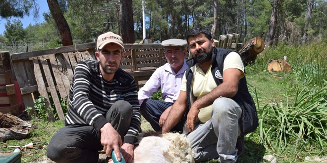 Koyun kırkma işinden günlük 2 bin TL kazanıyor