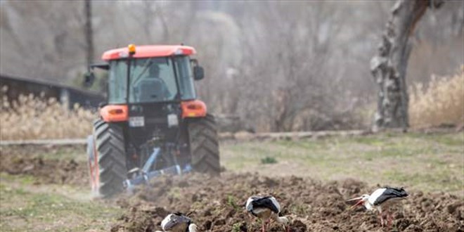 Baharın müjdeleyicisi leylekler Ankara'ya geldi