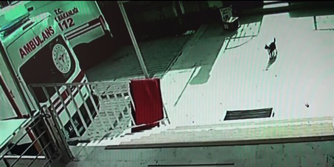 Doğum sancısı çeken kedi aile sağlığı merkezine geldi