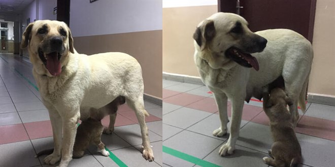 Sahipsiz köpek, kapısında beklediği klinikte hasta yavrusunu emzirdi