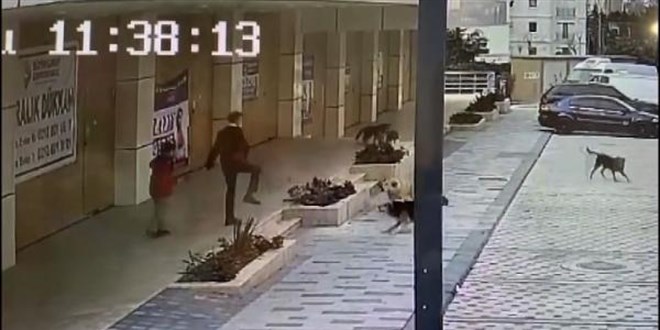 Avcılar'da babasıyla servis bekleyen çocuğa sokak köpekleri saldırdı