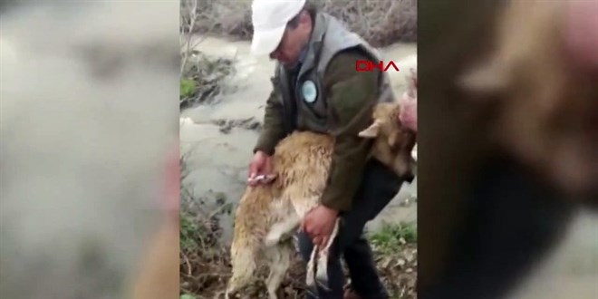 Hasta yaban keçisini sarp kayalıklarda sırtında taşıdı