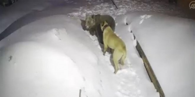 Görüntülediği ayıların saldırısından köpekleri kurtardı