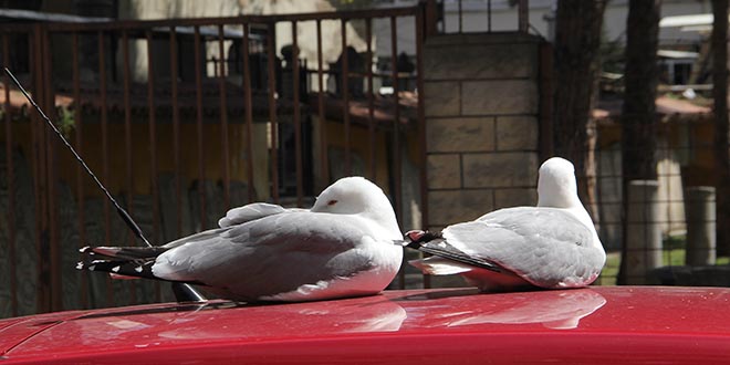 Martılar 'Fiko' ve 'Çiko' araba üzerinde yumurta nöbeti tuttu