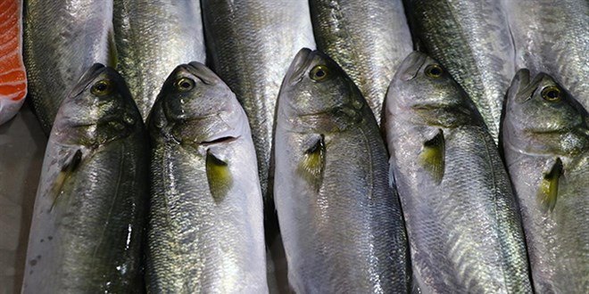 Bal�k��lar bu sezon 'l�feri' bol, 'palamudu' az buldu