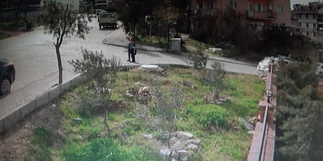 Başıboş köpeklerin saldırısından ölü taklidi yaparak kurtuldu