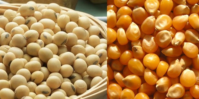 Genetiği değiştirilmiş soya ve mısır çeşitlerinin hayvan yemlerinde kullanımı onaylandı