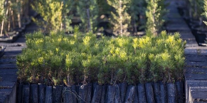 Orman Genel M�d�rl��� bu y�l da her anne i�in bir fidan sahiplendirecek