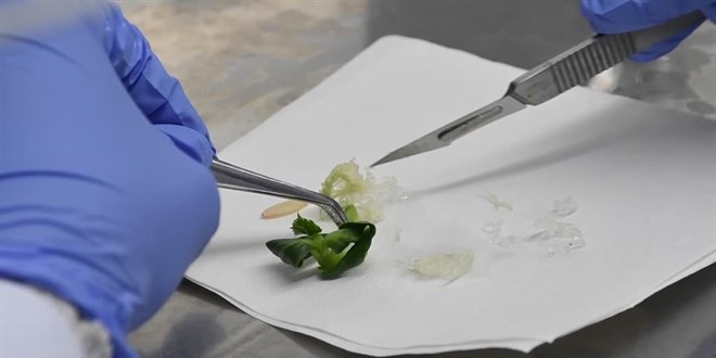 Laboratuvarda bitki klonlayan akademisyenler, fide retim srecini ksaltt