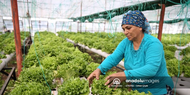 Uçak mühendisi çalıştığı işini bırakarak topraksız tarımla sebze üretiyor