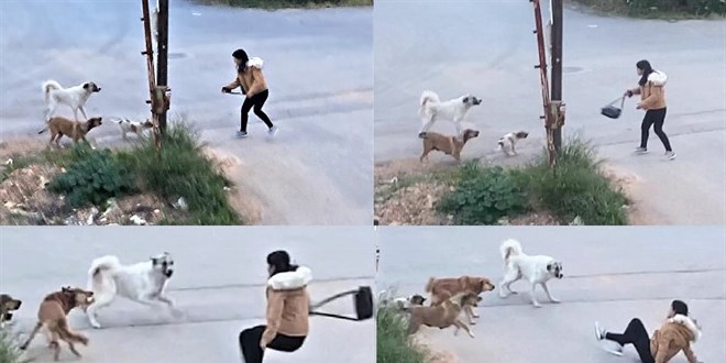 8 başıboş köpek yolda yürüyen genç kıza saldırdı