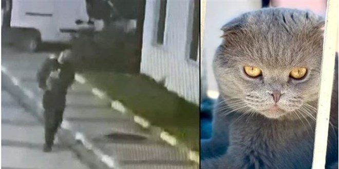 Arand���n� duydu, �ald��� kediyi taksiyle geri g�nder