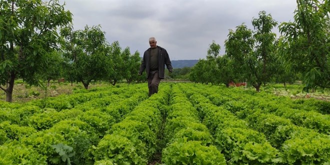 Marul tarlada 2 lira tezgahta 10 lira