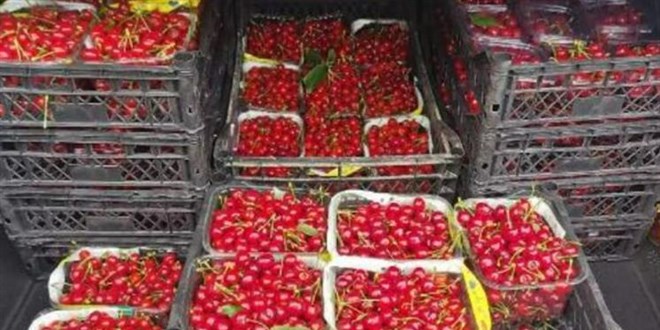 Turfanda kiraz hasadı başladı: Tanesi 5, kilosu bin TL