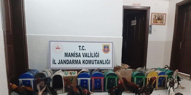 Manisa'da horoz d�v��t�ren 31 ki�iye 56 bin lira para cezas�