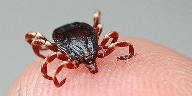 Tokat'ta Krm Kongo Kanamal Atei tehisi ile 6 kii tedavi gryor