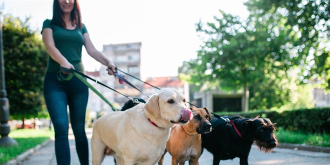 Geliştirdikleri uygulamayla köpek gezdirerek para kazanıyorlar