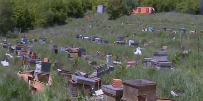 Milli arıcılık projesine sabotaj: 4 milyon arı telef edildi