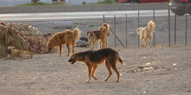 Adana'da köpek saldırısı sonucu yaralanan çocuğun babası suç duyurusunda bulundu