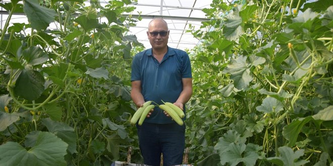 Yerli tohumdan üretim: Almanlara kilosunu 30 TL'den satıyor