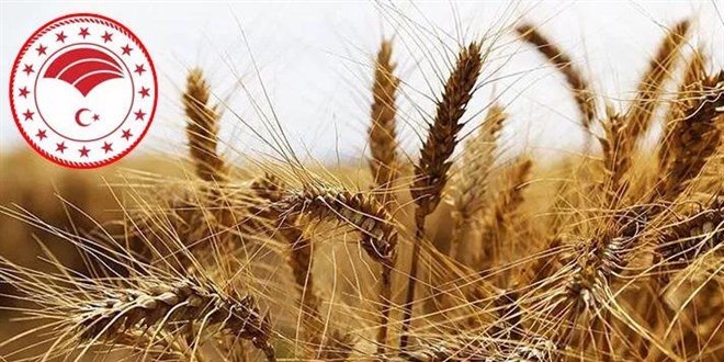 Tarım ve Orman Bakanlığından 'ithal buğday' açıklaması
