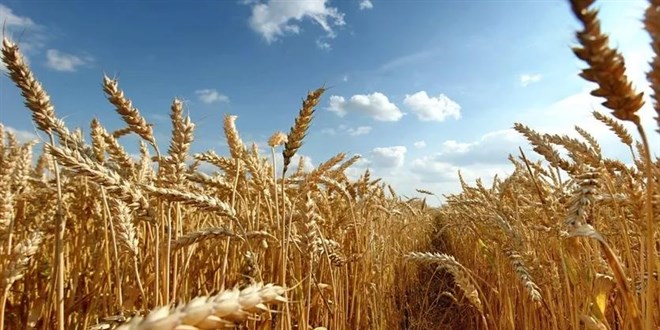 'Buğday taban fiyatı en az 8 lira olmalı'
