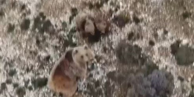 Erzincan'da çoban anne ayı ve 3 yavrusunu drone ile uzaklaştırdı