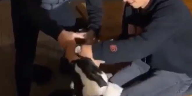 Köpeğe alkol içirip sosyal medyada paylaştılar