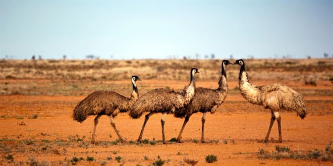 Avustralya'da 20 yl iinde nesli tkenebilecek 63 hayvan tr tespit edildi